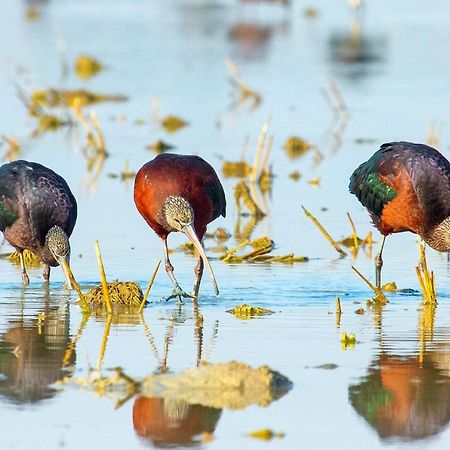 Casa De Los Pajaros Севилья Экстерьер фото